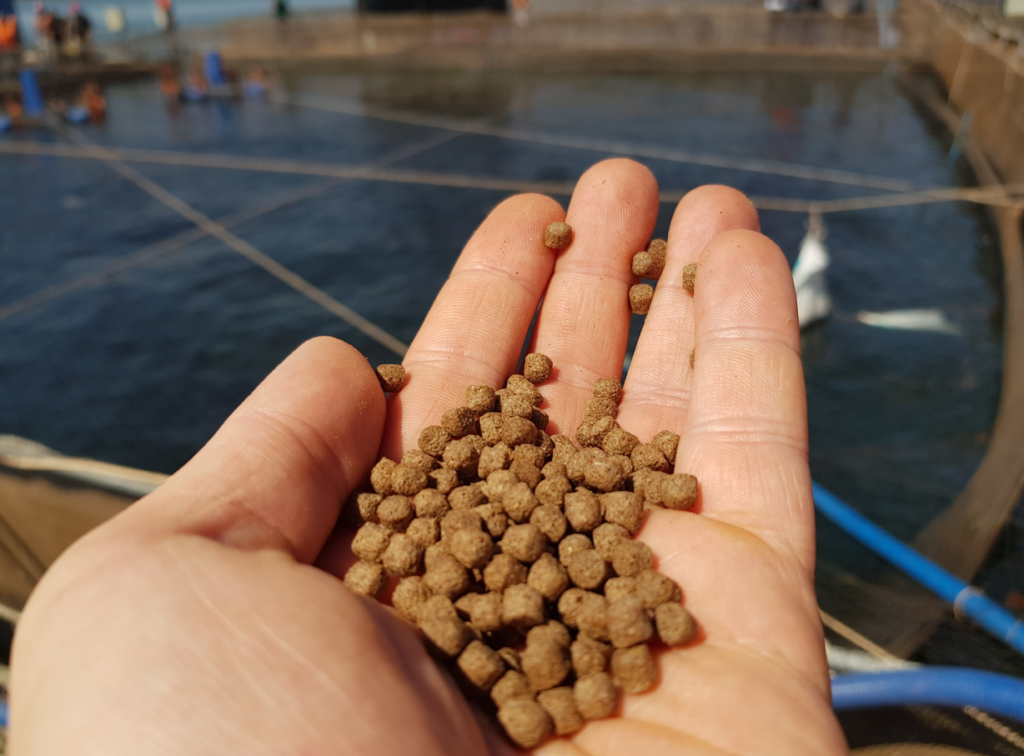 Fish-Feed
